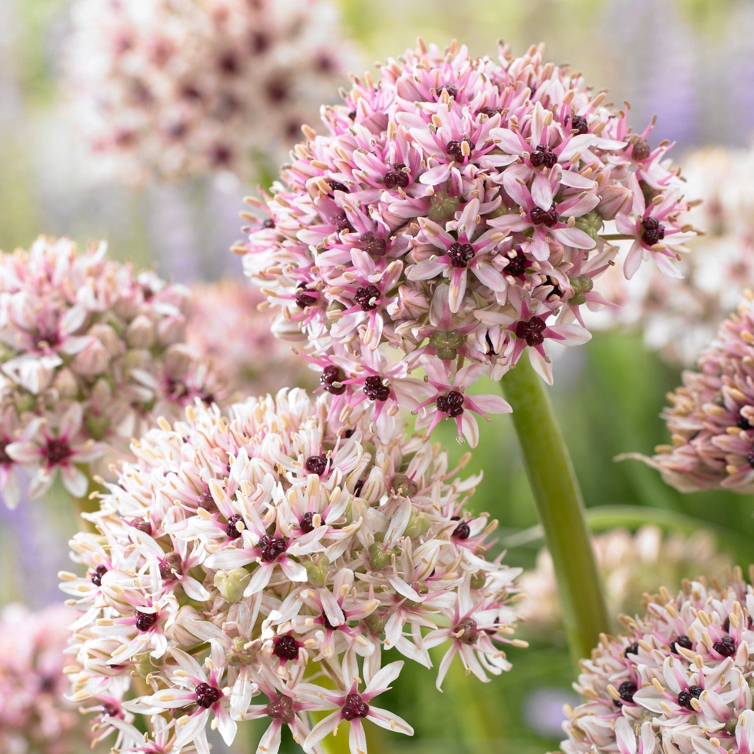 Allium 'Silver Spring'